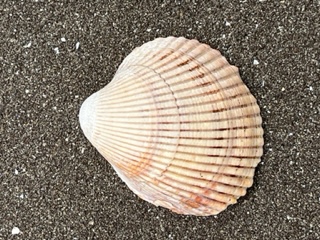 An intact seashell on sand