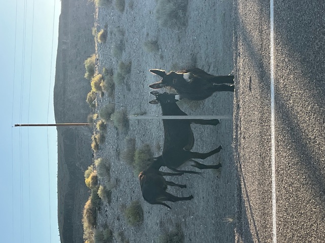 Three donkeys by the side of the road in Goldfield, NV