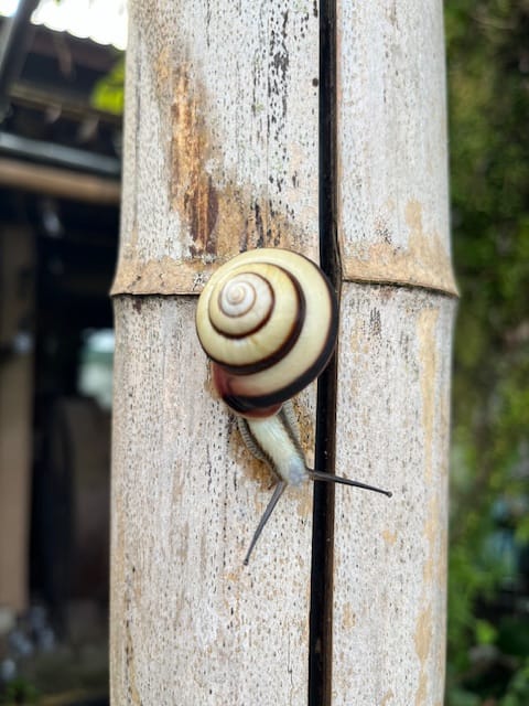 Adventures of A Snail