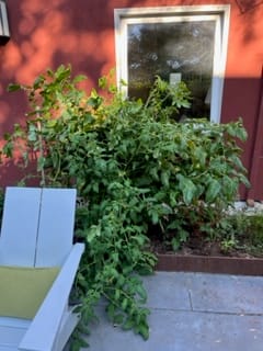 The Tomato Plant That Ate Oakland